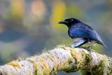 Balicassiao - Filipijnse Drongo - Drongo balicassio