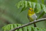 Warbling White-eye - Zangbrilvogel - Zostrops du Japon