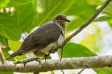 Amethyst Brown Dove - Grote Bruine Vruchtduif - Phapitrron amthyste