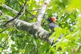 White-bellied Woodpecker - Witbuikspecht - Pic  ventre blanc