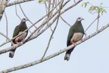Pink-bellied Imperial Pigeon - Filipijnse Muskaatduif - Carpophage  ventre rose