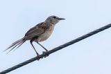 Striated Grassbird - Gestreepte Grasvogel - Mgalure des marais