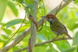 Green-backed Tailorbird - Trillersnijdervogel - Couturire dOgilvie-Grant