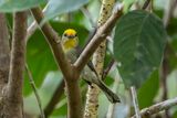 Golden-crowned Babbler - Goudkruinboomtimalia - Timalie  calotte dore