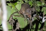 Philippine forest rat