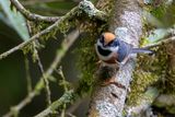 Black-throated Bushtit - Roodkruinstaartmees - Orite  tte rousse