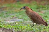Malayan Night Heron - Indische Kwak - Bihoreau malais