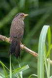 Taiwan Hwamei - Taiwanlijstergaai - Garrulaxe de Tawan