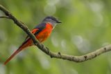 Grey-chinned Minivet - Grijskeelmenievogel - Minivet mandarin (m)
