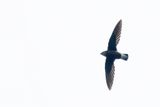 Silver-backed Needletail - Witbuikstekelstaartgierzwaluw - Martinet de Cochinchine