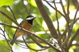 Chestnut-bellied Tit - Kastanjebuikmees - Msange de Gould