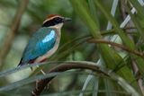 Fairy Pitta - Chinese Pitta - Brve migratrice