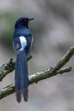 White-rumped Shama - Shamalijster - Shama  croupion blanc