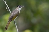 Styans Bulbul - Taiwanbuulbuul - Bulbul de Tawan