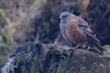 Alpine Accentor - Alpenheggenmus - Accenteur alpin
