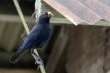 Taiwan Whistling Thrush - Taiwanfluitlijster - Arrenga de Tawan