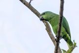 Short-tailed Parrot - Kortstaartpapegaai - Caque  queue courte