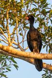 Wattled Curassow - Knobbelhokko - Hocco globuleux (m)