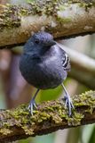 Allpahuayo Antbird - Allpahuayomiervogel - Alapi du varillal (m)