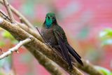 Tyrian Metaltail - Smaragdglansstaartkolibrie - Mtallure meraude (m)