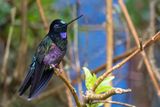 Blue-throated Starfrontlet - Blauwe Incakolibrie - Inca porphyre (m)
