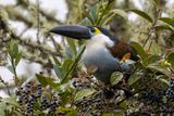 Black-billed Mountain Toucan - Witwangbergtoekan - Toucan  bec noir