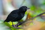 Black Bushbird - Zwarte Dikbekmiervogel - Batara des fourrs (m)