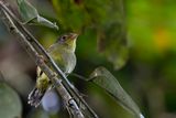 Wing-barred Piprites - Streepvleugelmanakin - Piprite verdin