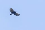Black Hawk-Eagle