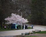 Cherry Blossom Time
