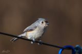 Tufted Titmouse