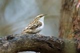 Brown Creeper