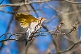 Northern Flicker