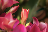 Kalanchoe buds