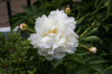 Peony