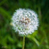 Dandelion