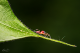 Tiny but fierce looking