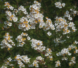 Multiflora rose