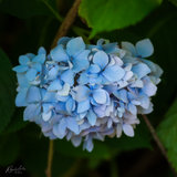 Hydrangea