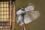 Gray catbird
