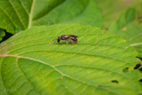 Sweat bee
