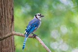 Blue jay