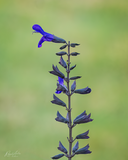 Willow gentian