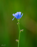 Wild chicory