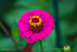 Zinnia