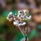 White Snakeroot