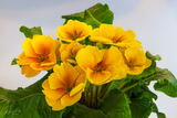 Along the primrose path