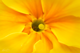 Primrose