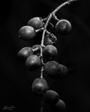 Wild berries
