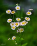 Philadelphia Fleabane